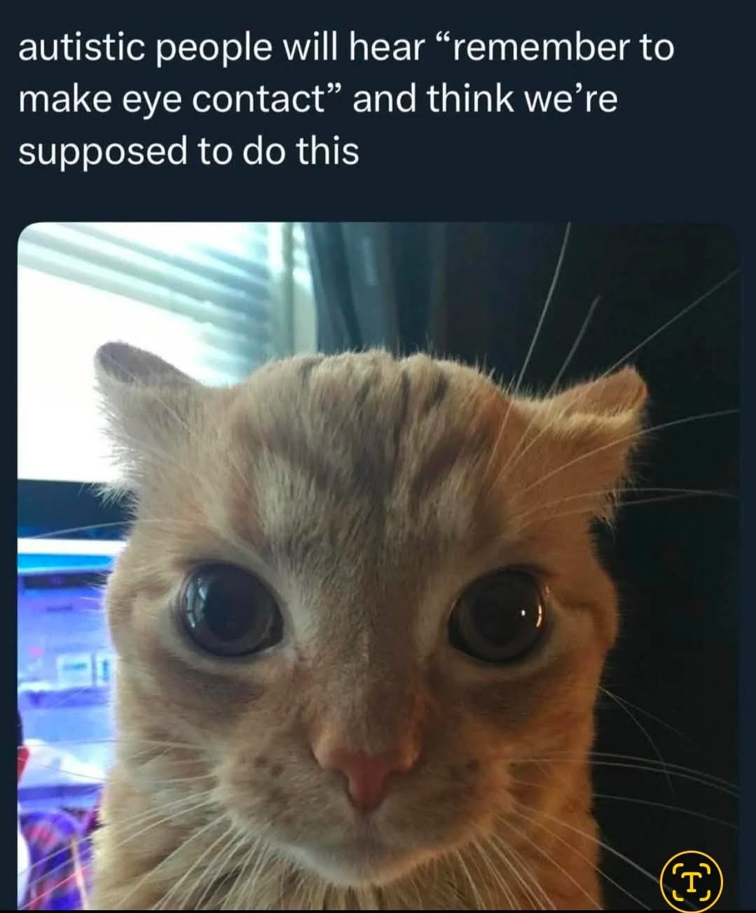 Autistic people misunderstand eye contact meme with cat