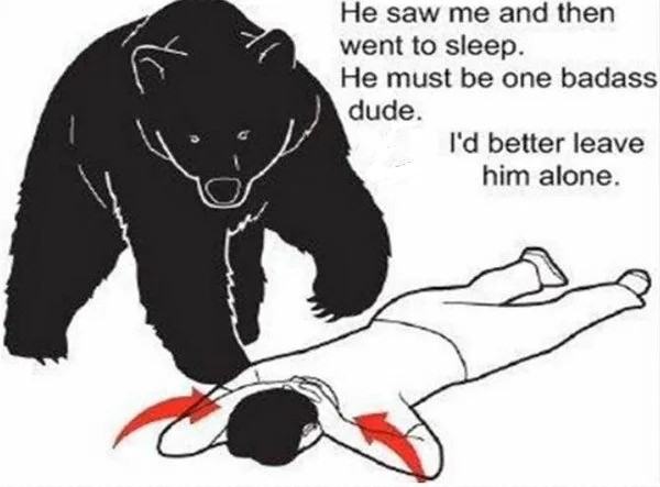 Bear encounter meme explained english text and humor breakdown