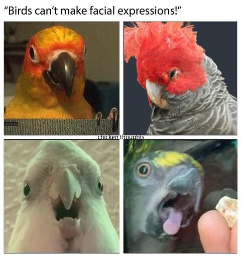 Birds can't make facial expressions meme.