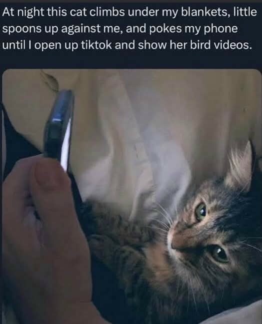 Cat asks for bird videos on TikTok at night
