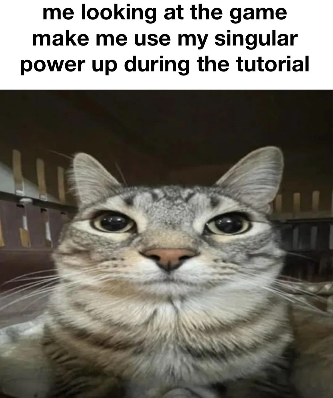 Cat uses singular power up during tutorial funny meme