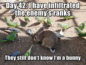 Day 42 bunny in enemy ranks meme