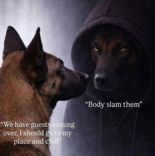 Dog meme we have guests coming over body slam them