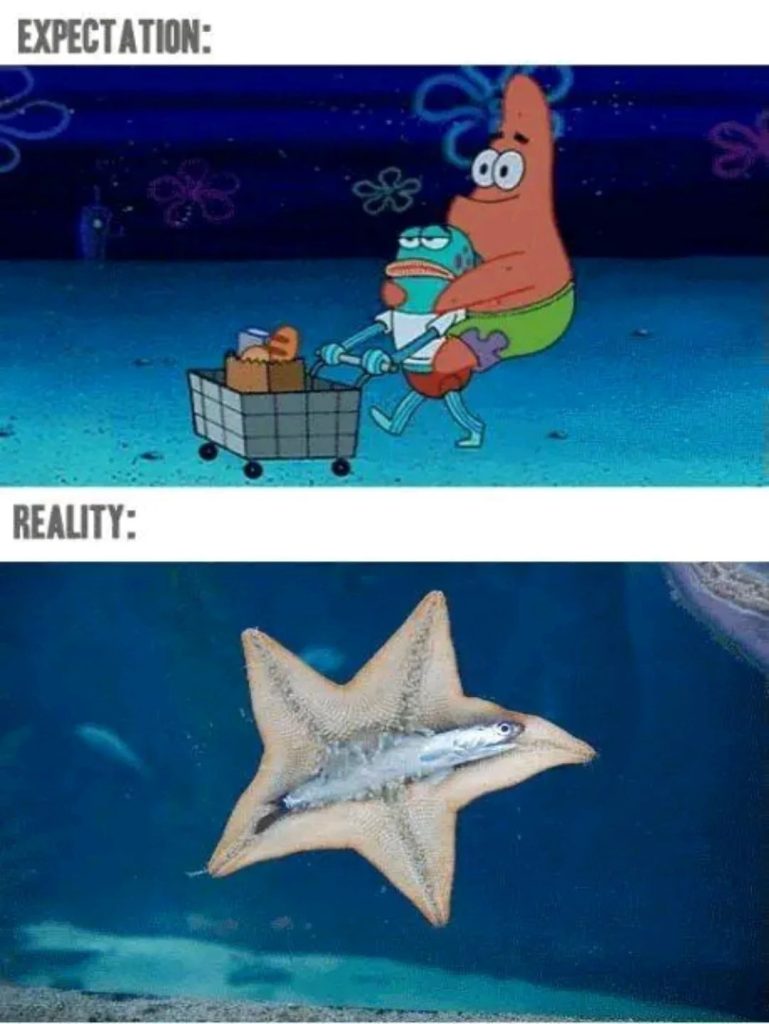 Expectation vs reality starfish meme from spongebob