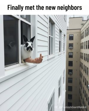 Finally met the new neighbors meme