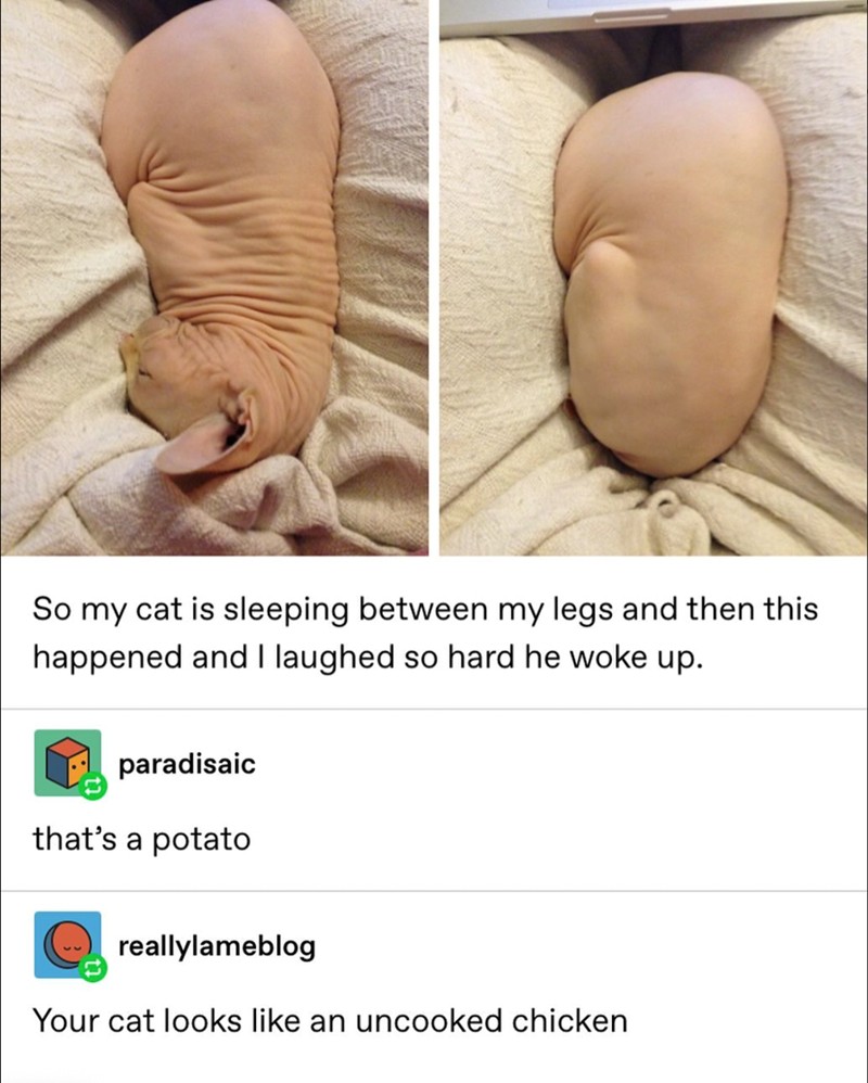 Funny cat meme looks like potato and chicken Funny cat meme looks like potato and chicken