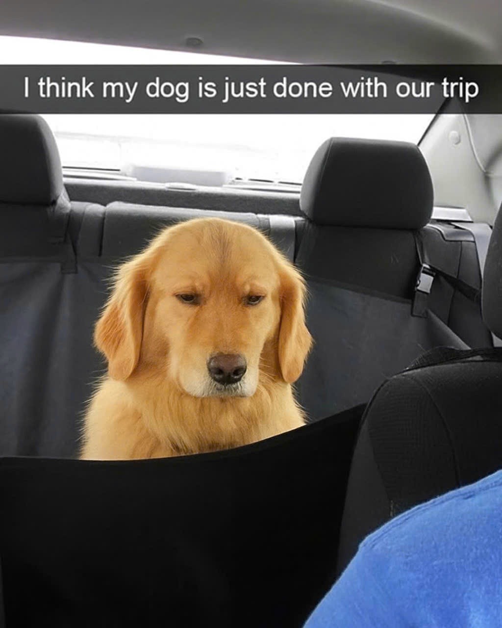 Funny dog meme about being done with a trip
