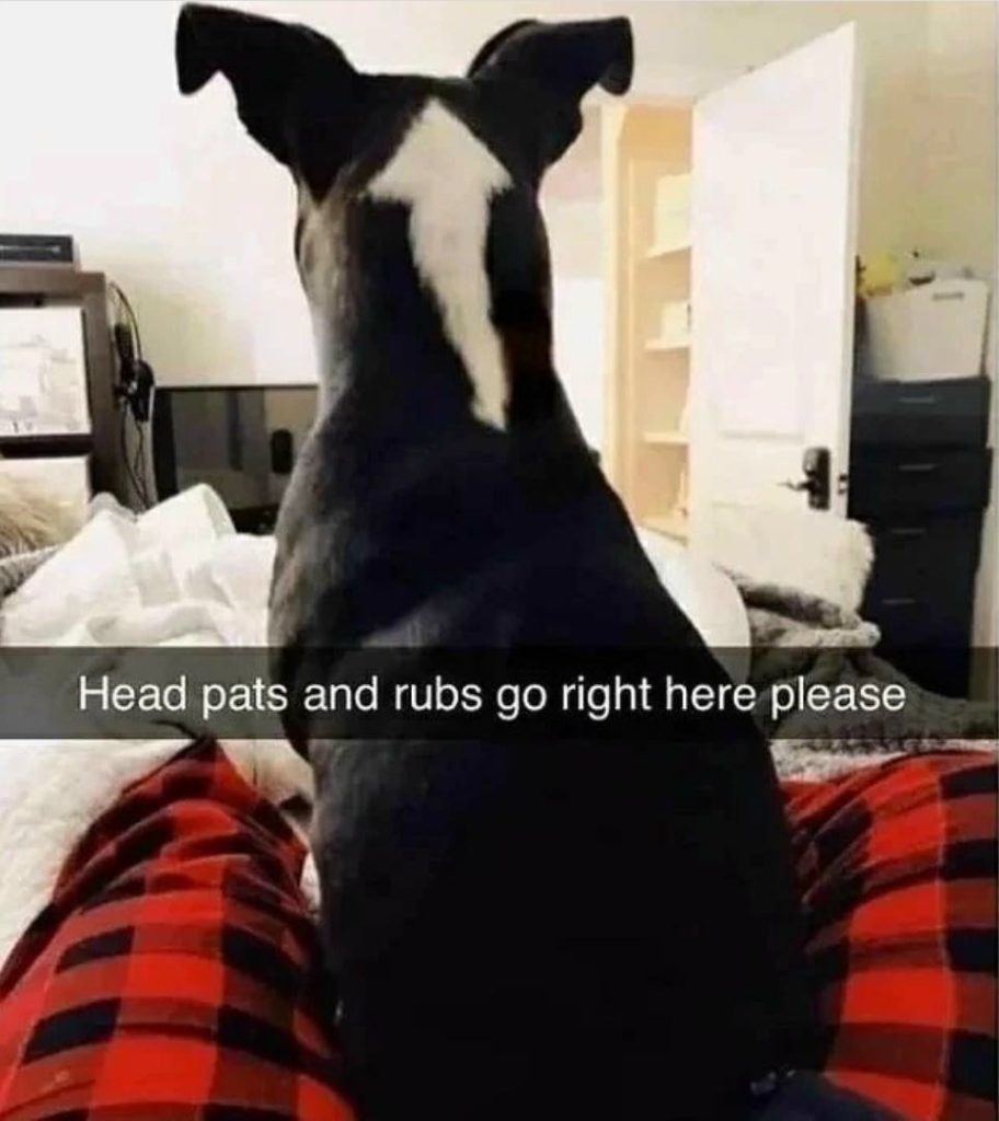 Head pats and rubs go right here please. Dog meme with heart marking