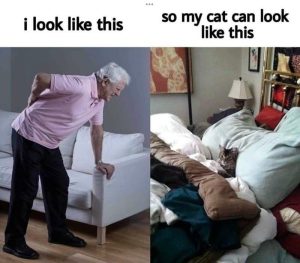 I look like this so my cat can look like this