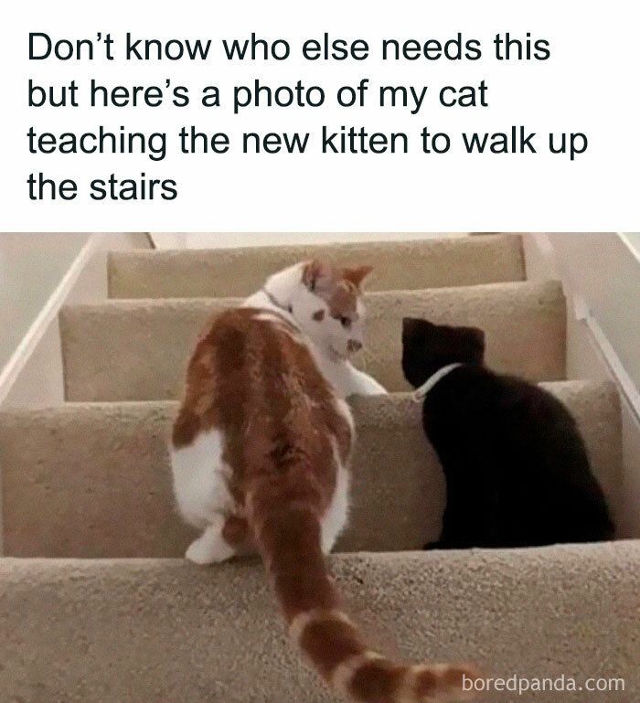My cat teaching the new kitten to walk up the stairs.