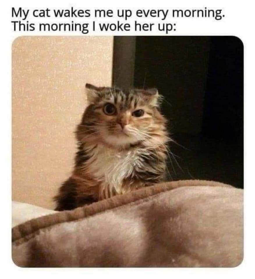 My cat wakes me up every morning meme