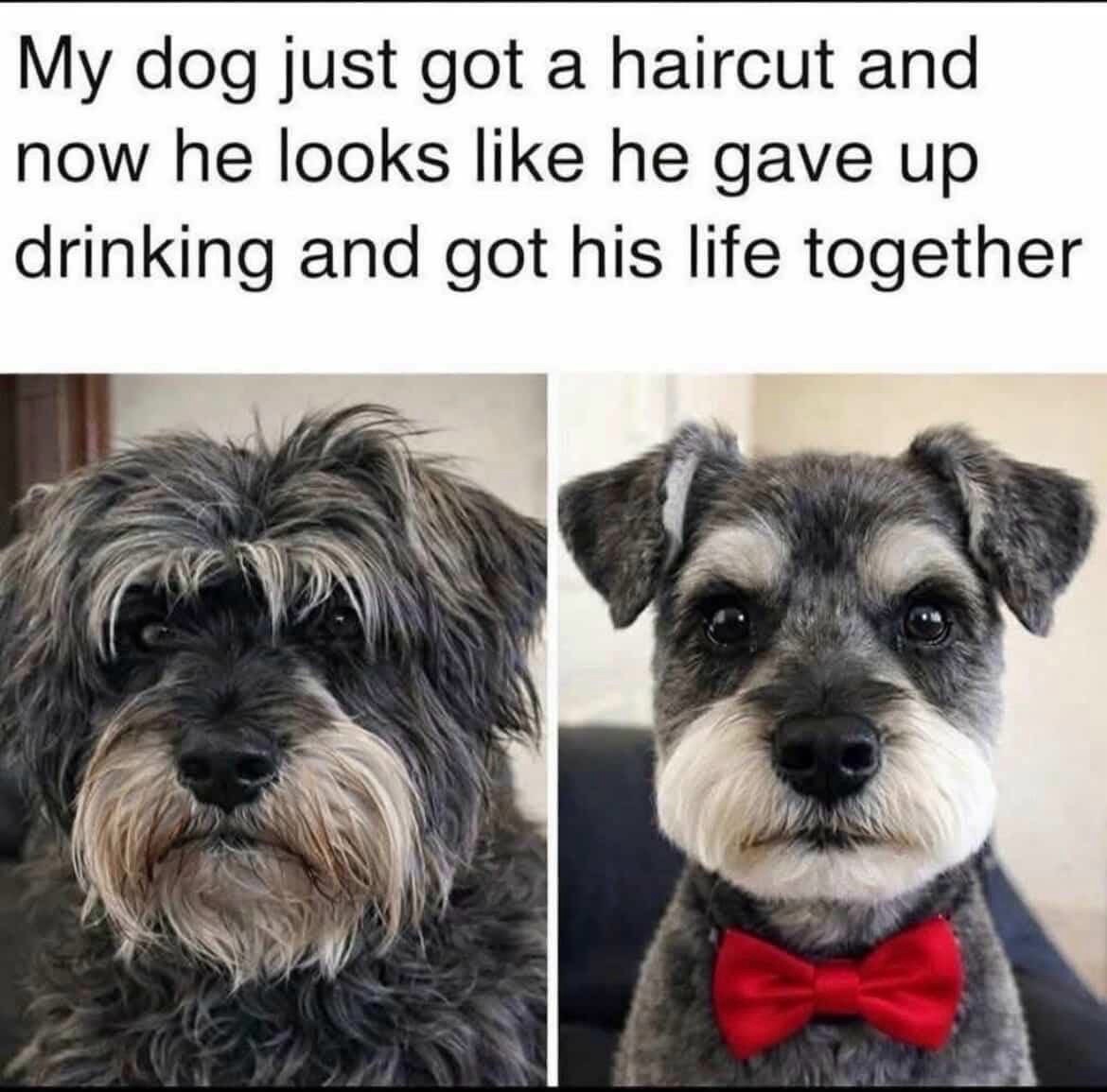 My dog's new haircut meme