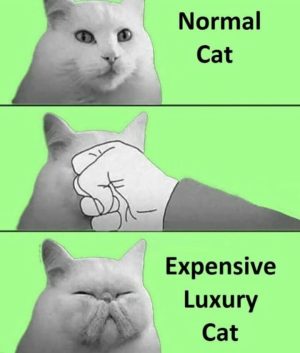 Normal cat vs expensive luxury cat meme comparison