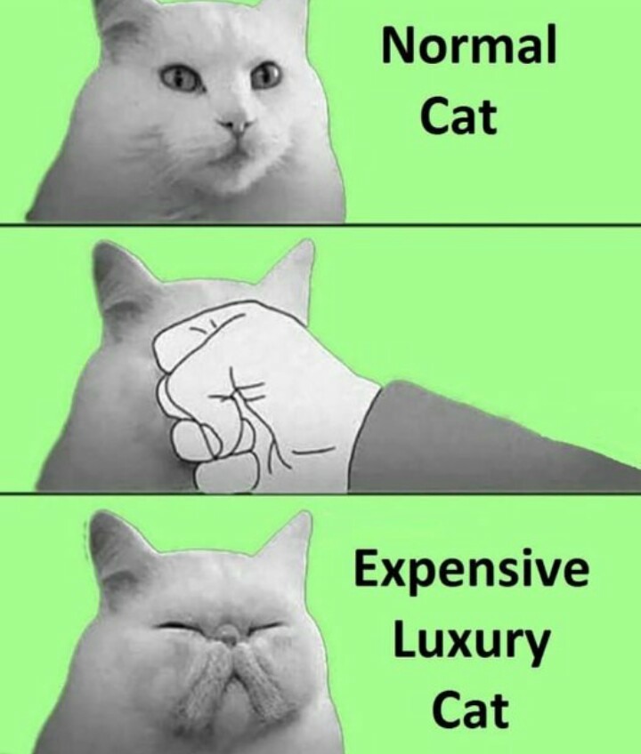 Normal cat vs expensive luxury cat meme comparison