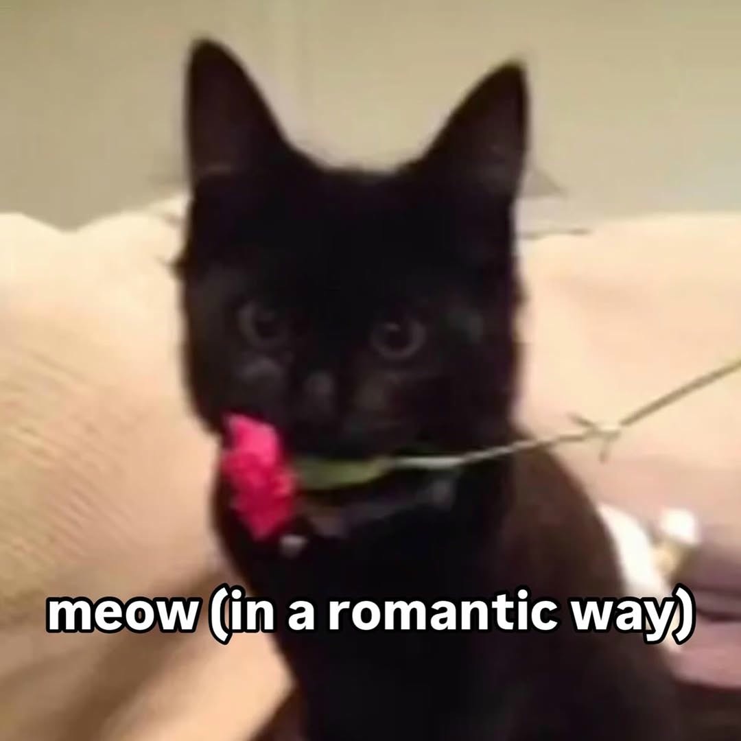 Romantic meow of a black cat holding a flower