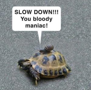 Slow down you bloody maniac turtle snail meme