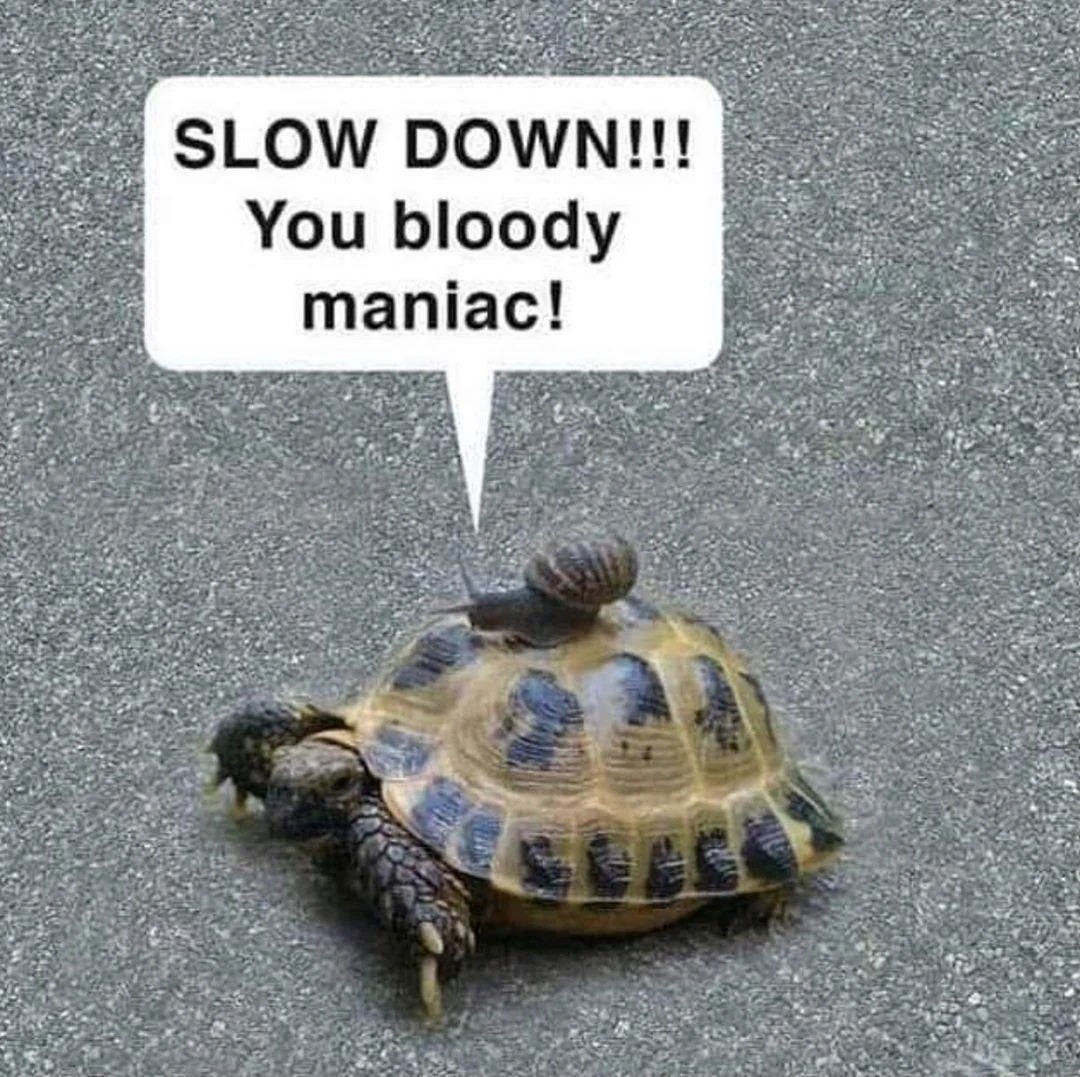 Slow down you bloody maniac turtle snail meme