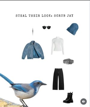 Steal their look scrub jay outfit inspiration
