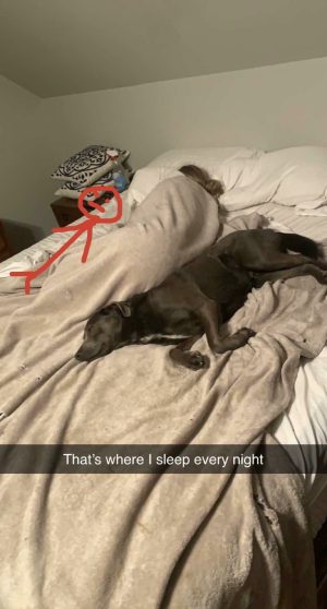 That's where I sleep every night meme dog in bed