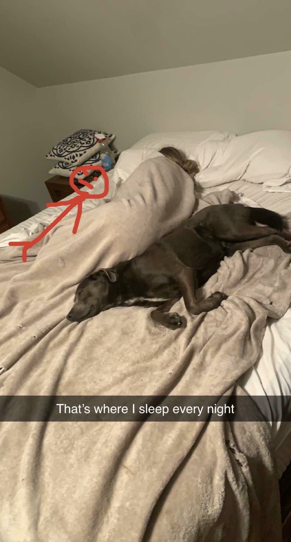 That's where I sleep every night meme dog in bed