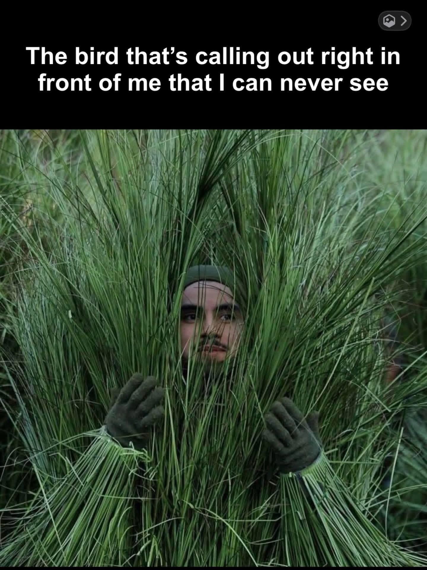 The bird that's calling out right in front of me that I can never see