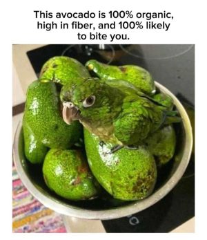 This avocado is 100% organic, high in fiber, and 100% likely to bite you.
