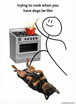 Trying to cook with dogs in the kitchen be like.