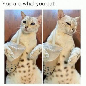 You are what you eat meme with cat and bubble tea