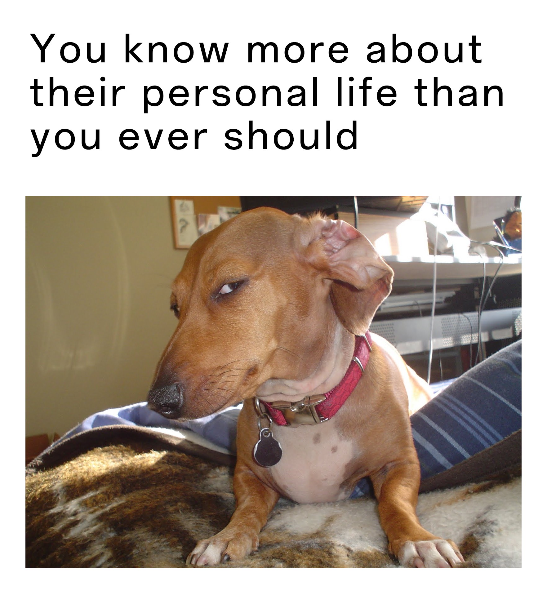 17 Suspicious Dog Memes That Perfectly Capture Your "Sus" Side-Eye Energy