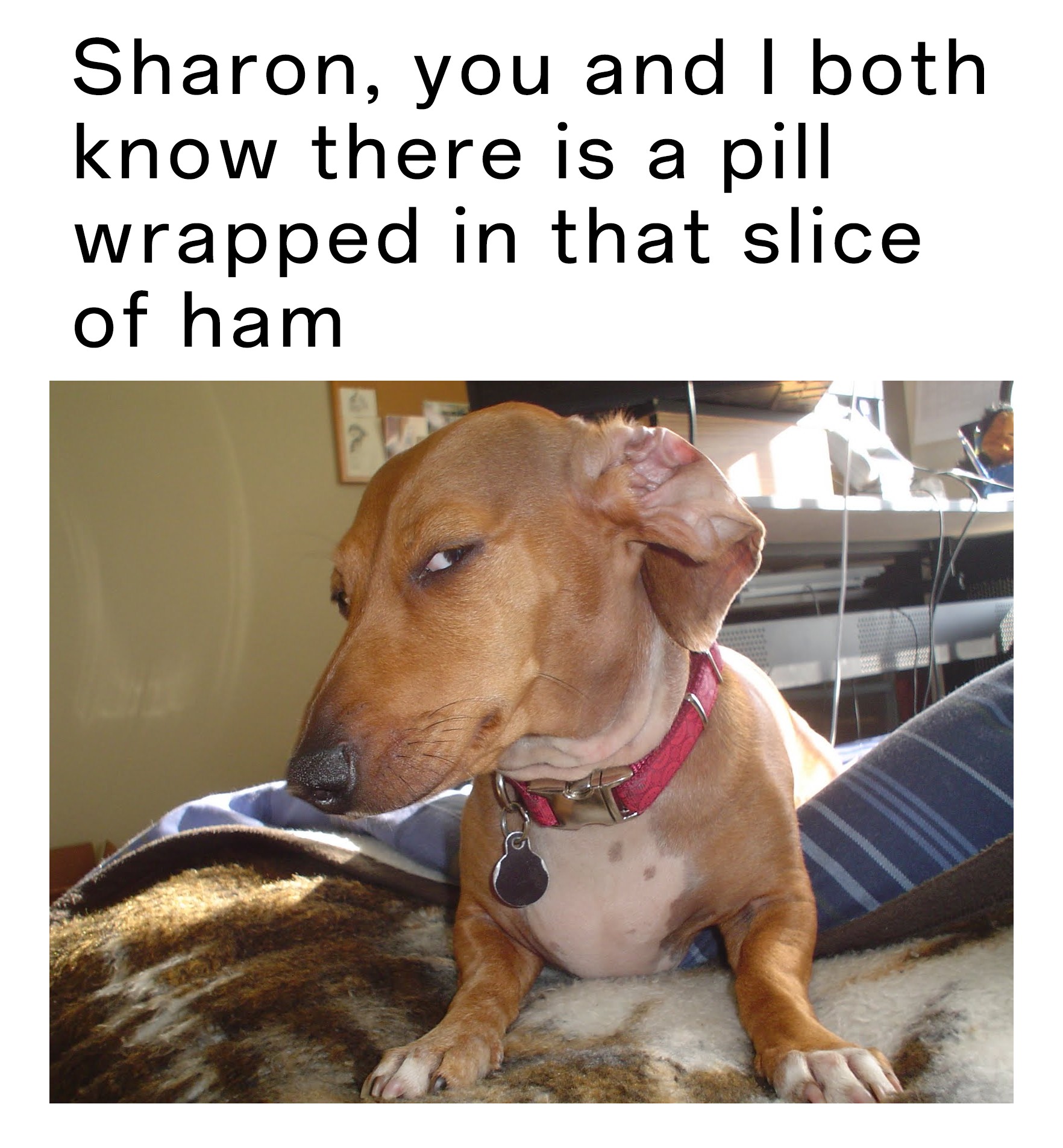 17 Suspicious Dog Memes That Perfectly Capture Your "Sus" Side-Eye Energy