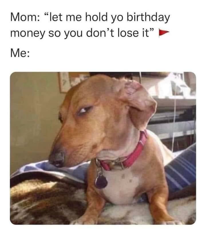 17 Suspicious Dog Memes That Perfectly Capture Your "Sus" Side-Eye Energy