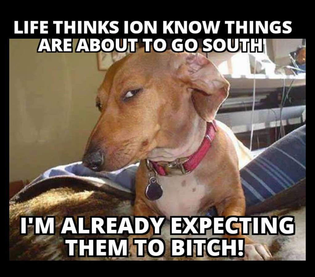17 Suspicious Dog Memes That Perfectly Capture Your "Sus" Side-Eye Energy