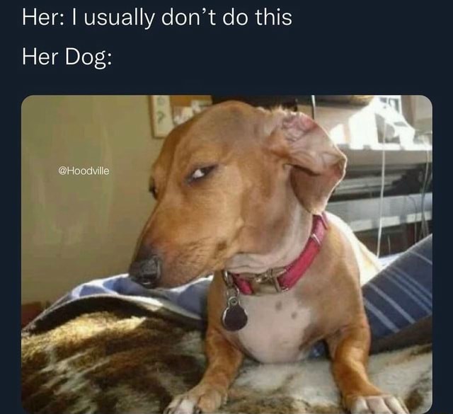 17 Suspicious Dog Memes That Perfectly Capture Your "Sus" Side-Eye Energy