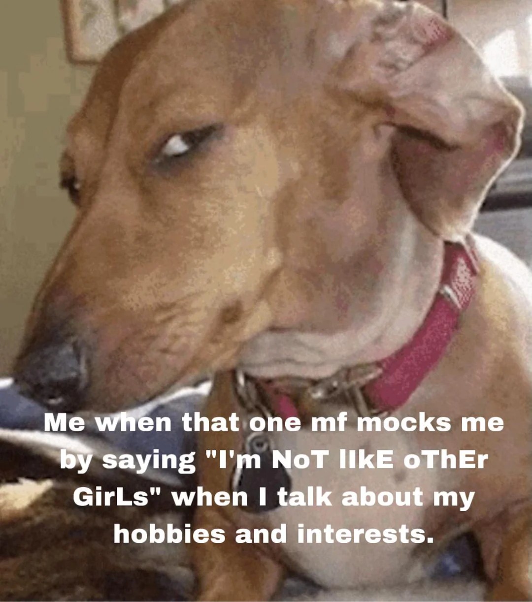 17 Suspicious Dog Memes That Perfectly Capture Your "Sus" Side-Eye Energy