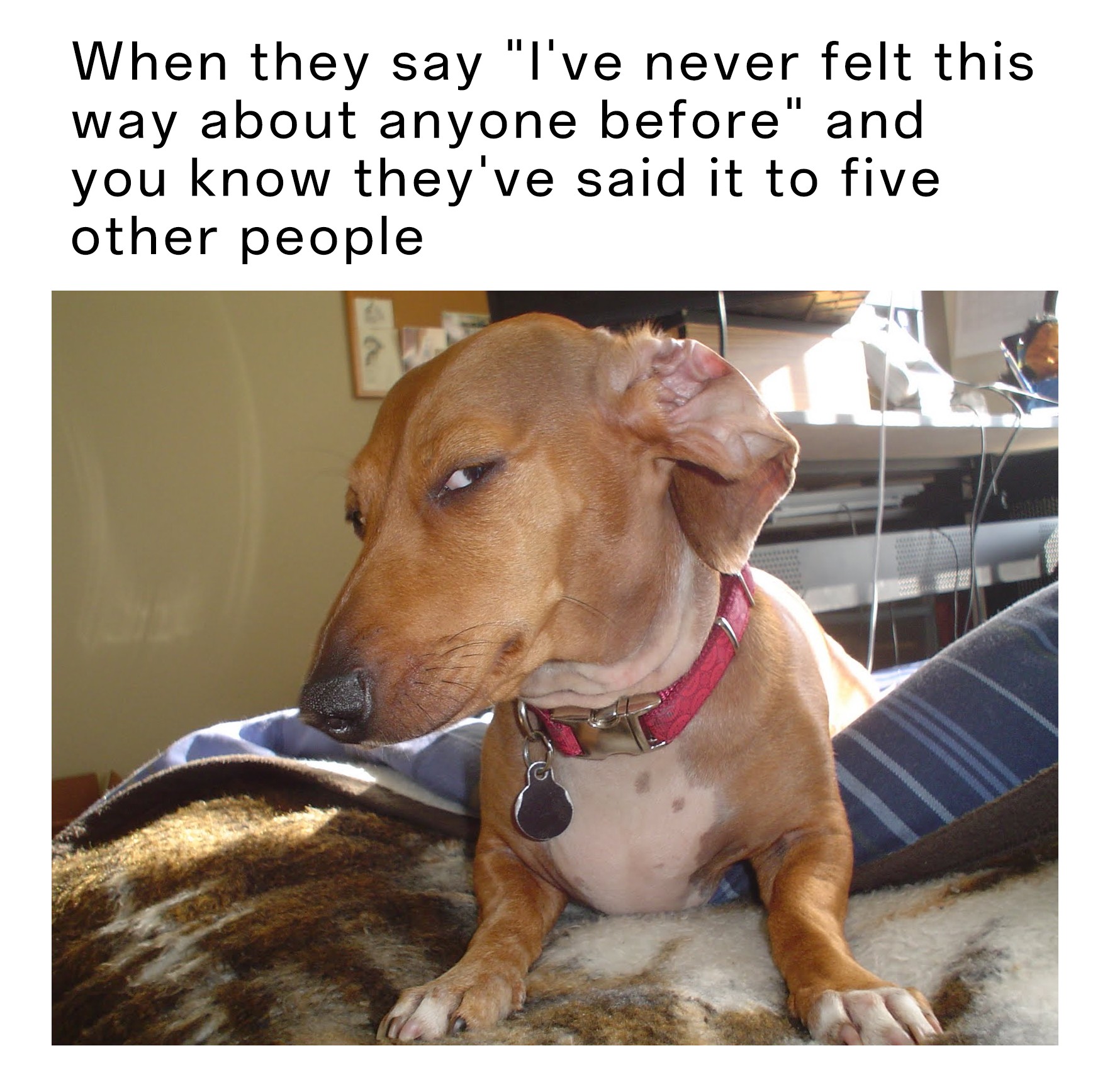 17 Suspicious Dog Memes That Perfectly Capture Your "Sus" Side-Eye Energy