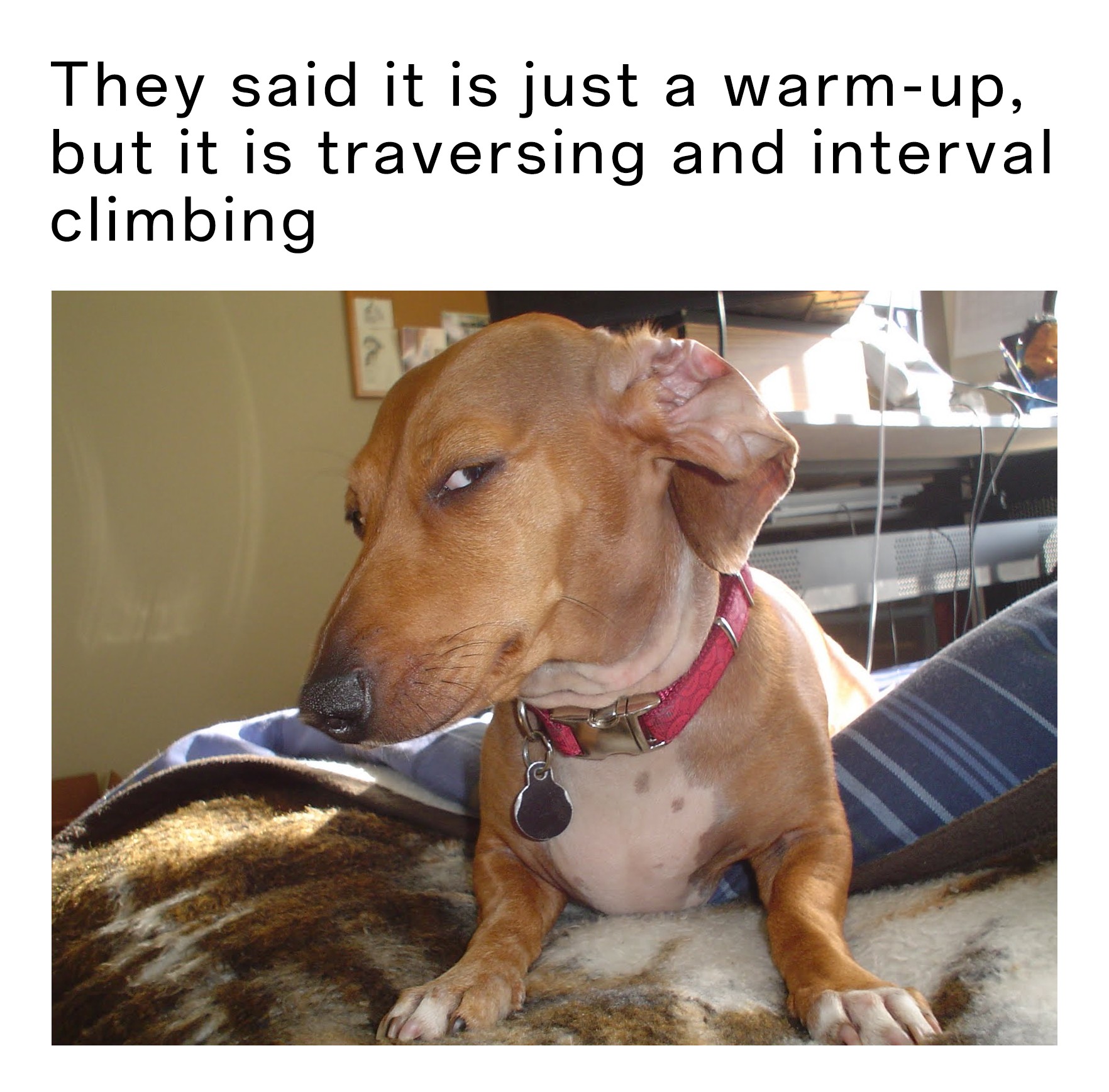 17 Suspicious Dog Memes That Perfectly Capture Your "Sus" Side-Eye Energy