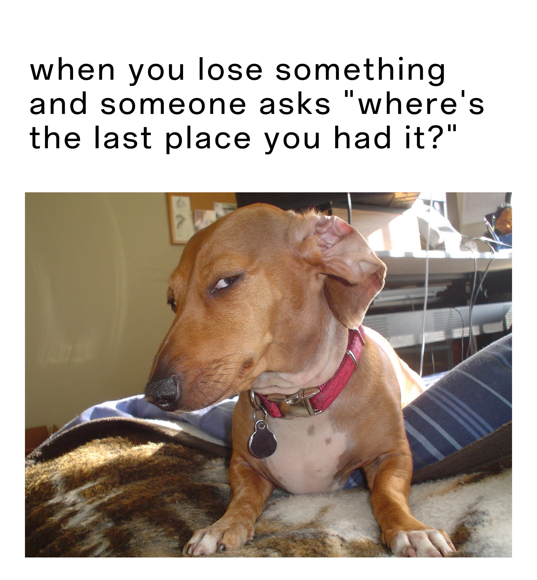 17 Suspicious Dog Memes That Perfectly Capture Your "Sus" Side-Eye Energy