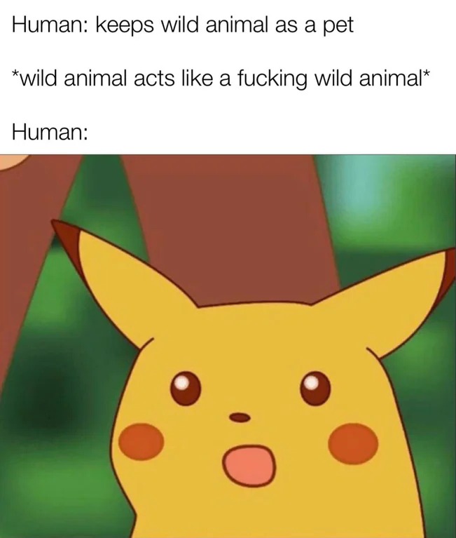 19 Surprised Pikachu Memes For When You’re Genuinely Shocked By Your Own Poor Decisions 19 Surprised Pikachu Memes For When You’re Genuinely Shocked By Your Own Poor Decisions