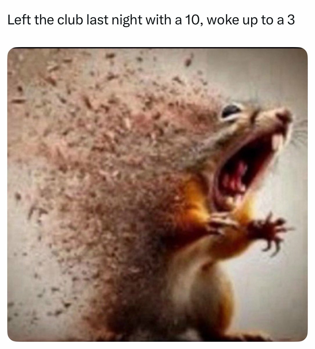 7 Squirrel Disintegrating Memes That Perfectly Capture Your Daily Existential Dread