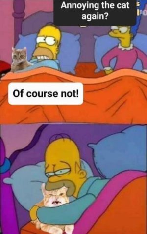 Of Course Not Annoying The Cat Again Meme