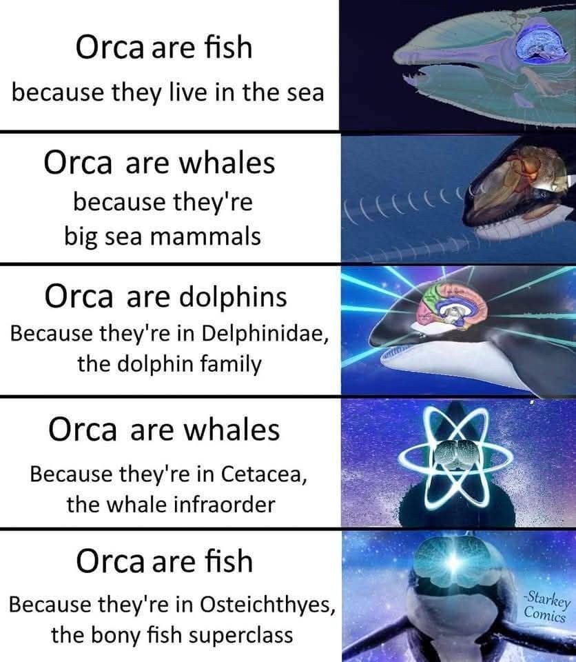 Orca are fish because they live in the sea. Orca are fish because they live in the sea.